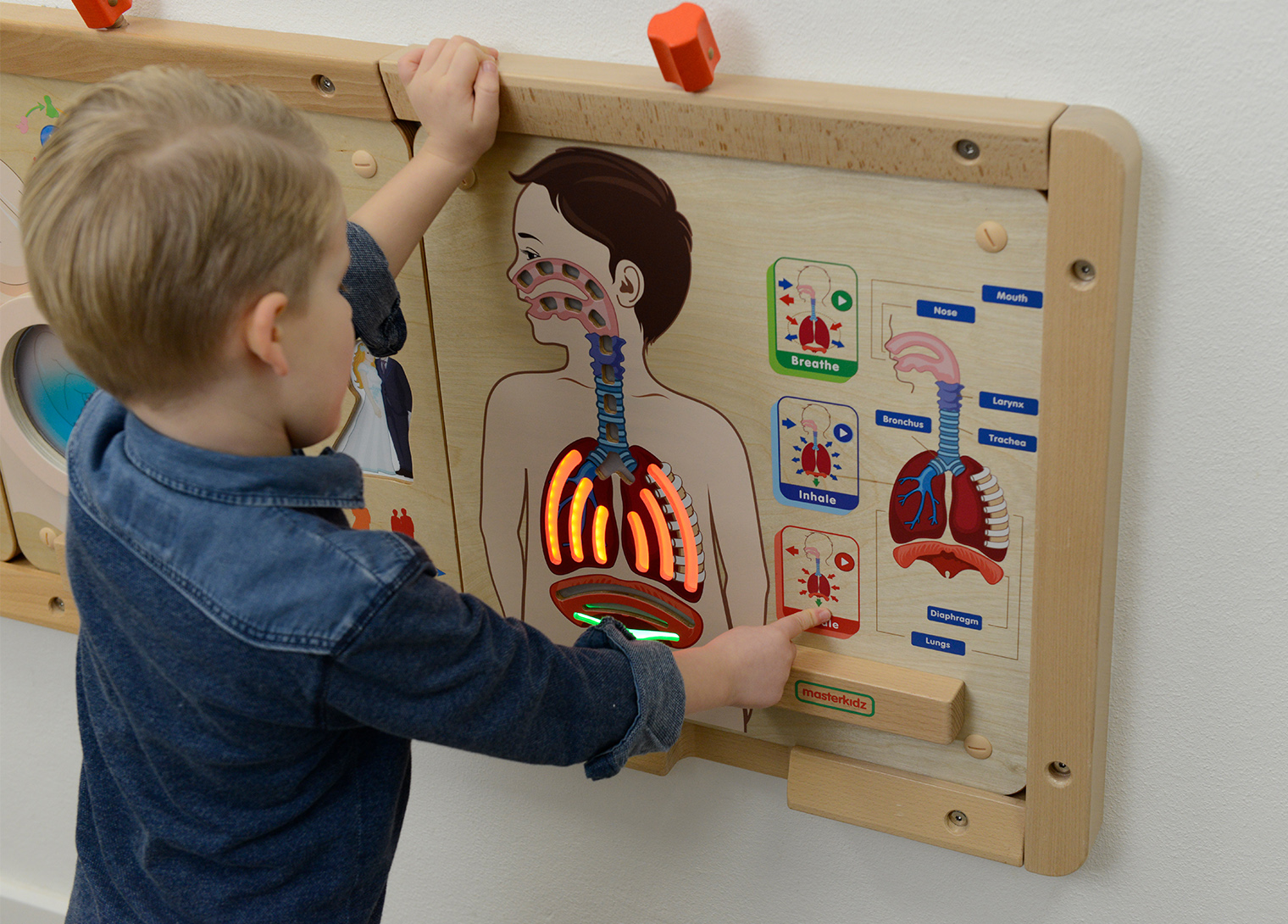 Respiratory System